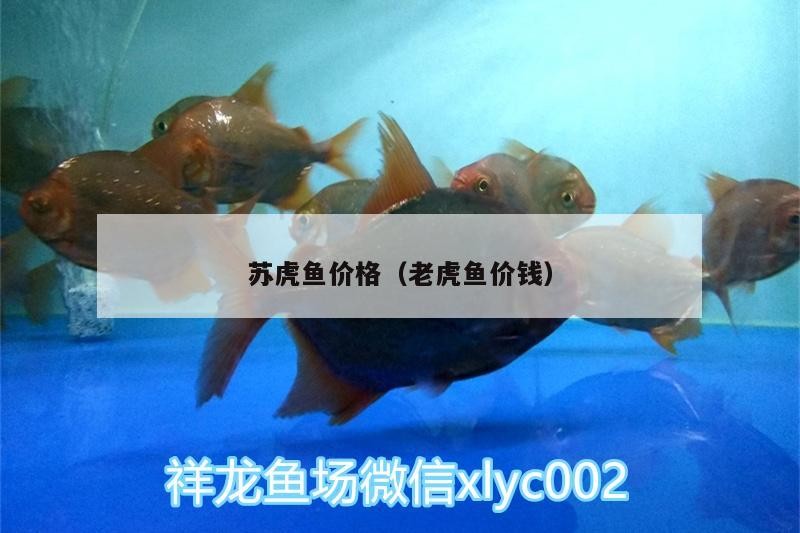 蘇虎魚價格（老虎魚價錢）