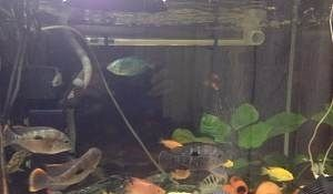 白魚缸適合養什么魚最好：白色魚缸適合養什么樣的魚？
