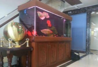 半圓形的魚(yú)缸好不好養(yǎng)：半圓形魚(yú)缸對(duì)魚(yú)的影響