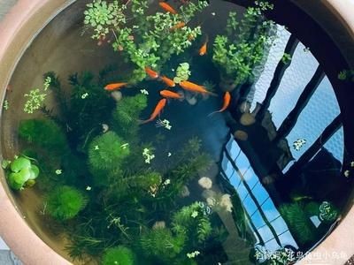龍魚二個月不吃食怎么回事，龍魚不吃食怎么辦