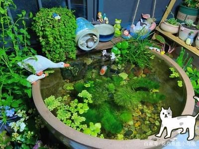 大水缸做魚缸可以嗎：大水缸養魚的技巧