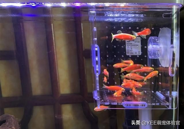 1.5米的魚缸放多少鹽為標準：1.5米的魚缸放多少鹽為標準，1.5米魚缸放多少鹽為標準 1.5米的魚缸放多少鹽為標準：1.5米的魚缸放多少鹽為標準，1.5米魚缸放多少鹽為標準 魚缸百科 第1張