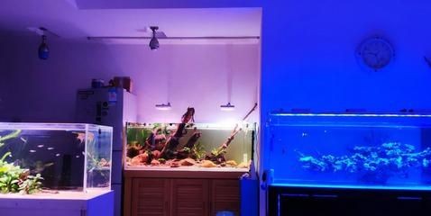 1.5米的魚缸放多少鹽為標準：1.5米的魚缸放多少鹽為標準，1.5米魚缸放多少鹽為標準 1.5米的魚缸放多少鹽為標準：1.5米的魚缸放多少鹽為標準，1.5米魚缸放多少鹽為標準 魚缸百科 第3張