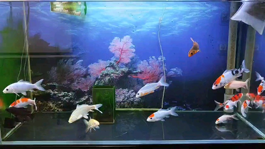 每天沒事就看魚！