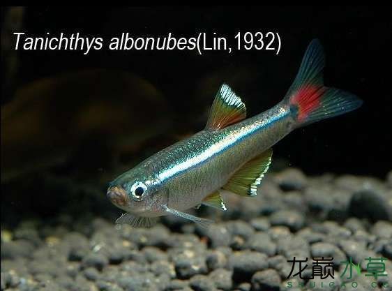 白云金絲魚唐魚優雅艷麗的國產熱帶魚