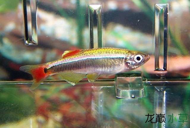 白云金絲魚唐魚優雅艷麗的國產熱帶魚