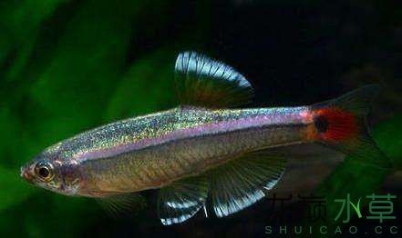 白云金絲魚唐魚優雅艷麗的國產熱帶魚