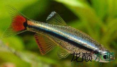 白云金絲魚唐魚優雅艷麗的國產熱帶魚