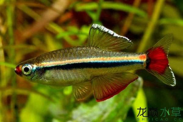 白云金絲魚唐魚優雅艷麗的國產熱帶魚