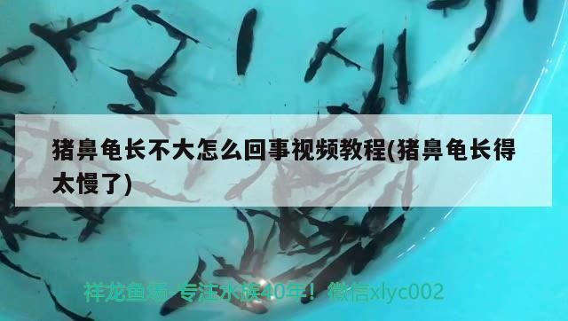 豬鼻龜長不大怎么回事視頻教程(豬鼻龜長得太慢了)