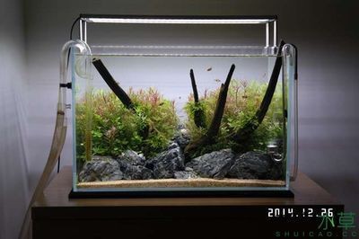 玻璃魚缸造景：玻璃魚缸造景之斗魚缸