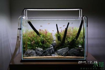 玻璃魚缸造景：玻璃魚缸造景之斗魚缸