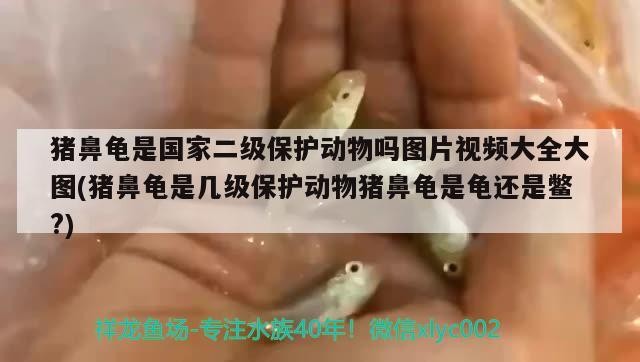 豬鼻龜是國家二級保護動物嗎圖片視頻大全大圖(豬鼻龜是幾級保護動物豬鼻龜是龜還是鱉?)