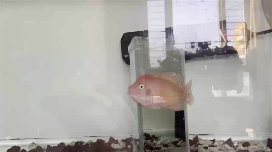 平頭哥
