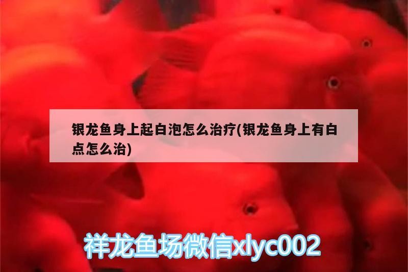 銀龍魚身上起白泡怎么治療(銀龍魚身上有白點怎么治)