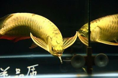 古典過背金龍用什么燈（古典過背金龍在燈光的選擇上，需要注意什么？） 古典過背金龍用什么燈（古典過背金龍在燈光的選擇上，需要注意什么？） 銀龍魚百科 第3張