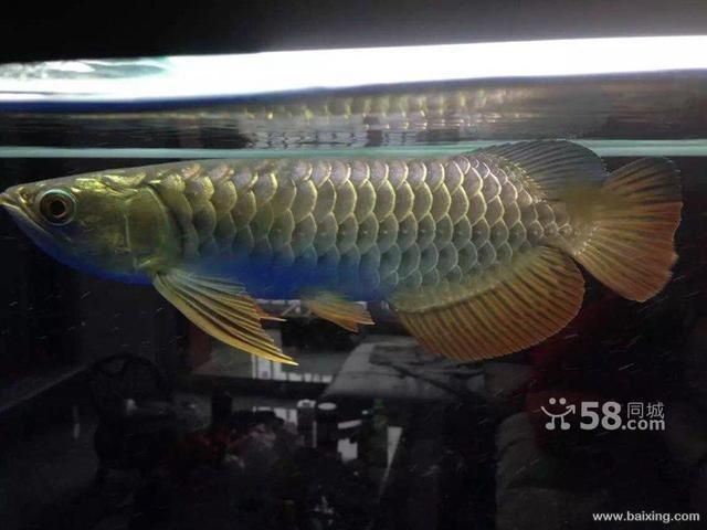 古典過背金龍用什么燈（古典過背金龍在燈光的選擇上，需要注意什么？） 古典過背金龍用什么燈（古典過背金龍在燈光的選擇上，需要注意什么？） 銀龍魚百科 第4張