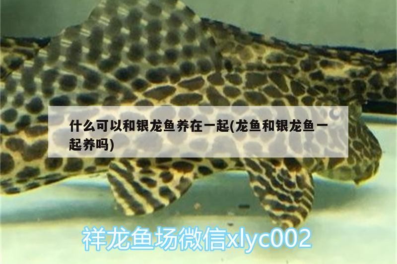 什么可以和銀龍魚養在一起(龍魚和銀龍魚一起養嗎)