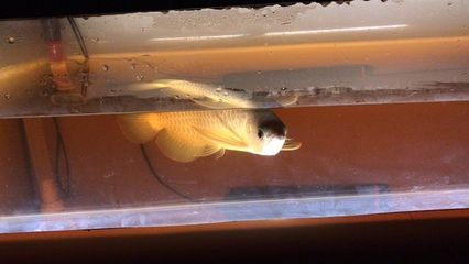 龍魚吃飼料嗎怎么喂養的呢