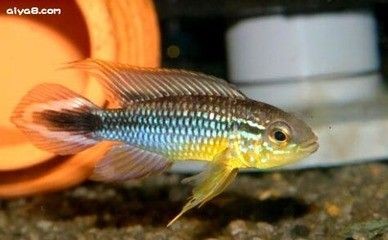 龍魚分為幾種顏色
