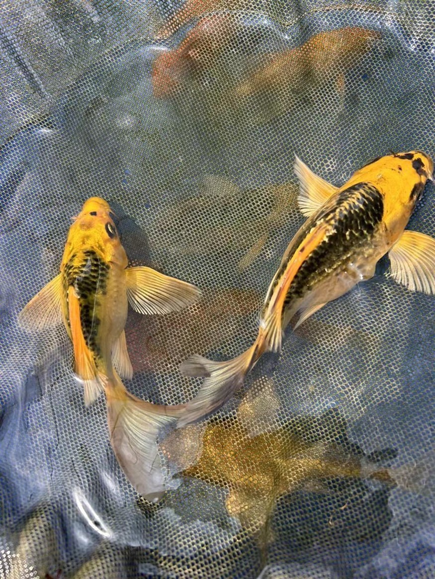 15公分火鳳凰好看