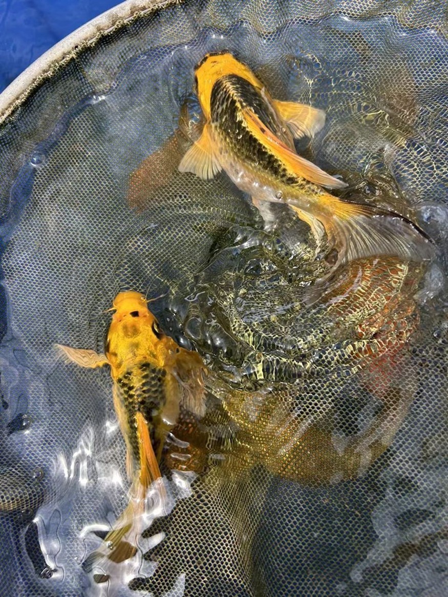 15公分火鳳凰好看