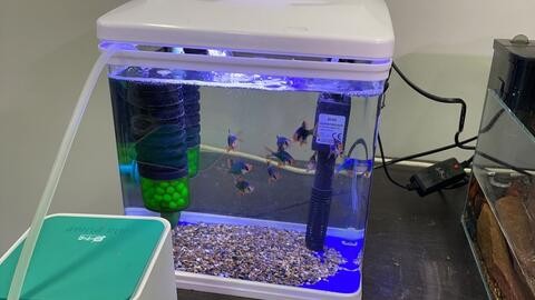 一年的紅龍魚長多長（紅龍魚一年長多少厘米）
