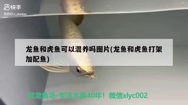 龍魚和虎魚可以混養嗎圖片(龍魚和虎魚打架加配魚)