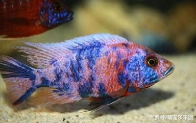 大慶市薩爾圖區(qū)圣亞水族館（大慶市薩爾圖區(qū)圣亞水族館電話）