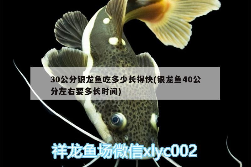 30公分銀龍魚吃多少長得快(銀龍魚40公分左右要多長時間)