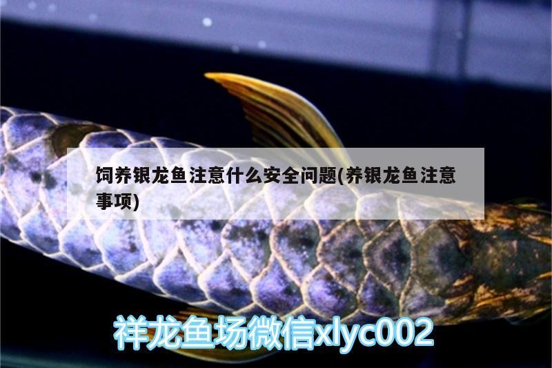 飼養銀龍魚注意什么安全問題(養銀龍魚注意事項)
