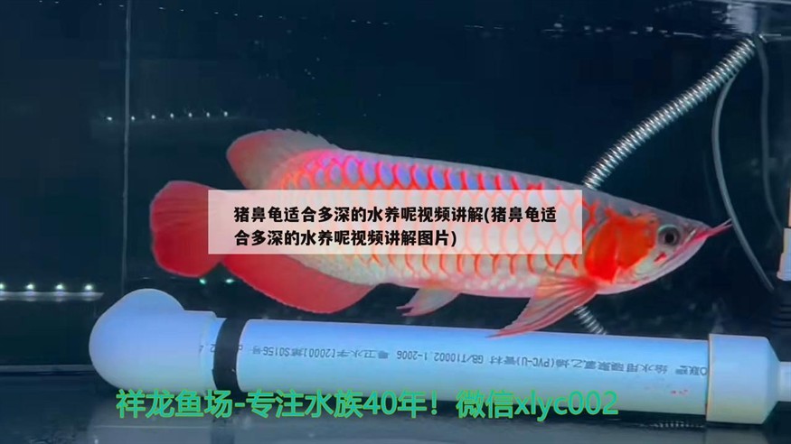 豬鼻龜適合多深的水養呢視頻講解(豬鼻龜適合多深的水養呢視頻講解圖片)