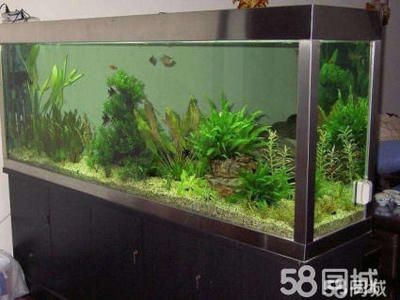搬家公司魚缸搬碎了誰負責維修：處理魚缸搬運過程中魚缸被搬碎