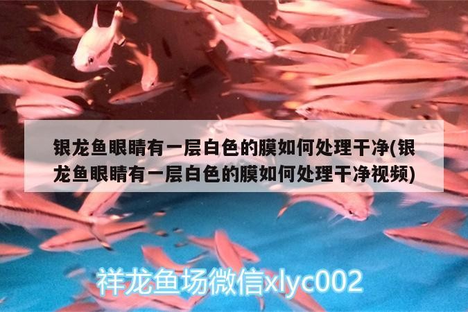 銀龍魚眼睛有一層白色的膜如何處理干凈(銀龍魚眼睛有一層白色的膜如何處理干凈視頻) 銀龍魚眼睛有一層白色的膜如何處理干凈(銀龍魚眼睛有一層白色的膜如何處理干凈視頻) 銀龍魚百科