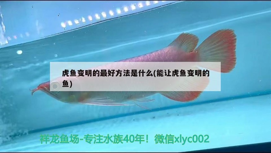 虎魚變明的最好方法是什么(能讓虎魚變明的魚)