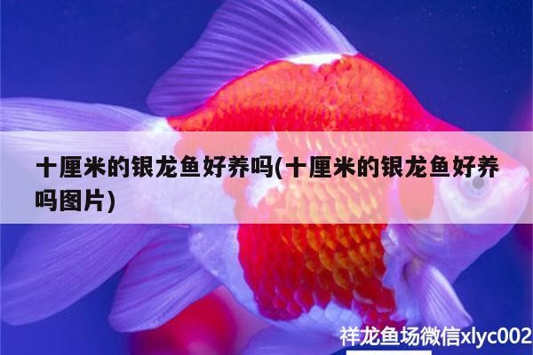 十厘米的銀龍魚好養(yǎng)嗎(十厘米的銀龍魚好養(yǎng)嗎圖片)