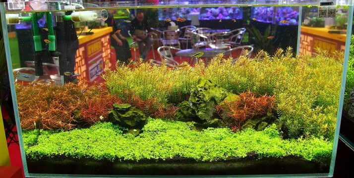 大圓盆魚缸造景效果圖：大圓盆魚缸造景效果圖水景設計的注意事項和注意事項