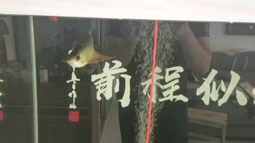 來吧！感受下傳說中亞洲龍的變化