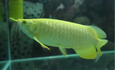 金龍魚喂什么食物好