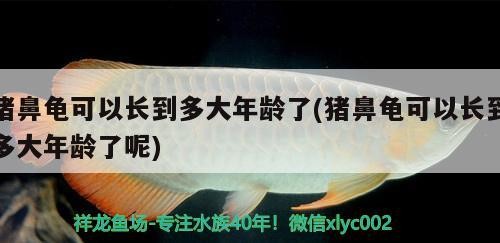 飼料 豬鼻龜可以長到多大年齡了(豬鼻龜可以長到多大年齡了呢) 豬鼻龜百科 豬鼻龜可以長到多大年齡了(豬鼻龜可以長到多大年齡了呢) 豬鼻龜可以長到多大年齡了(豬鼻龜可以長到多大年齡了呢) 豬鼻龜百科
