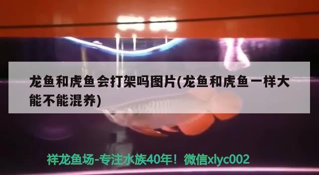 龍魚和虎魚會打架嗎圖片(龍魚和虎魚一樣大能不能混養)