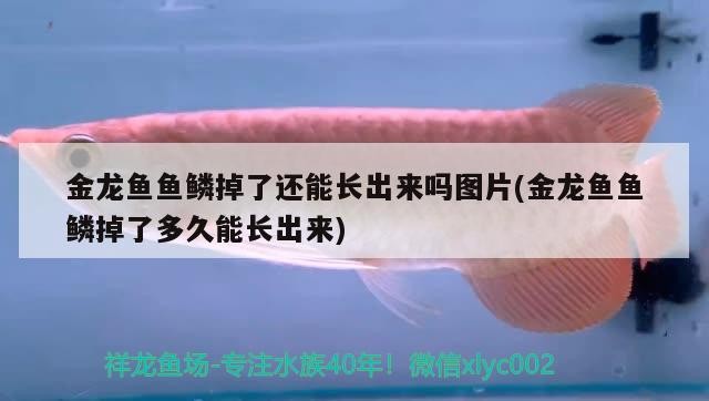 豬鼻龜剛買回來不怎么游