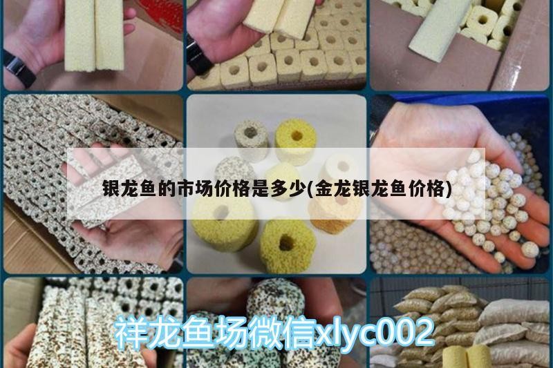 銀龍魚的市場價格是多少(金龍銀龍魚價格)