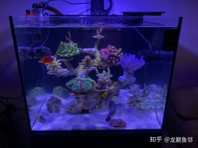 玻璃魚缸和亞克力魚缸哪個容易臟：玻璃魚缸和亞克力魚缸哪個更容易臟