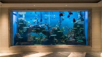 玻璃魚缸和亞克力魚缸哪個容易臟：玻璃魚缸和亞克力魚缸哪個更容易臟