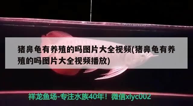 豬鼻龜有養(yǎng)殖的嗎圖片大全視頻(豬鼻龜有養(yǎng)殖的嗎圖片大全視頻播放)
