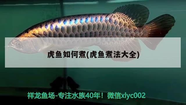 虎魚如何煮(虎魚煮法大全)