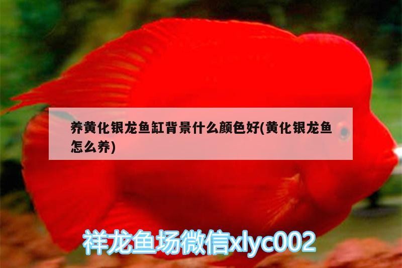 養黃化銀龍魚缸背景什么顏色好(黃化銀龍魚怎么養)