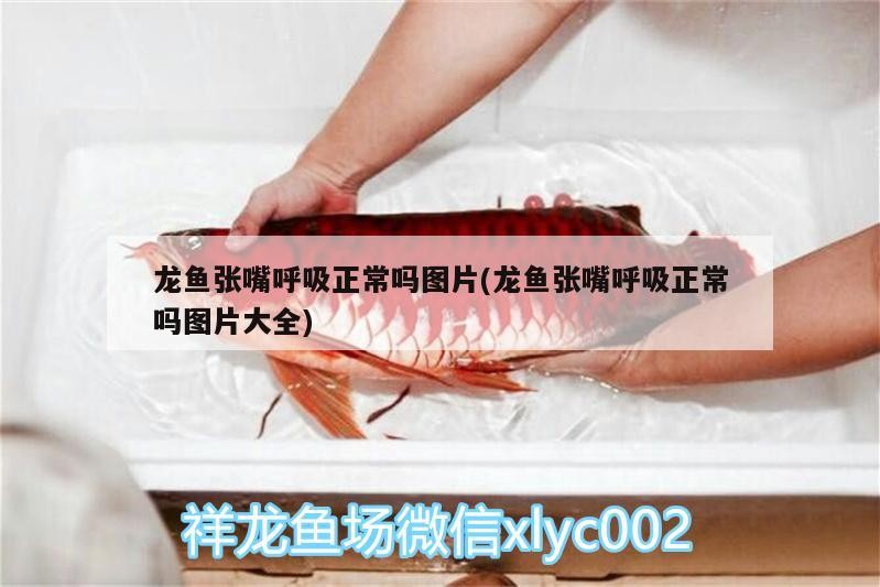 龍魚張嘴呼吸正常嗎圖片(龍魚張嘴呼吸正常嗎圖片大全)
