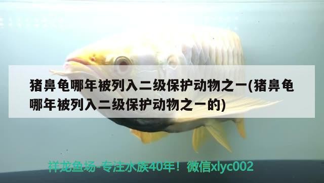 豬鼻龜哪年被列入二級保護動物之一(豬鼻龜哪年被列入二級保護動物之一的)